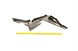 Polaris 2635494-581 Asm-Fndr, Pnt, Rr, Clip, Rh, M.T.Sv